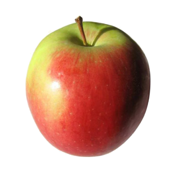 Elstar Apfel